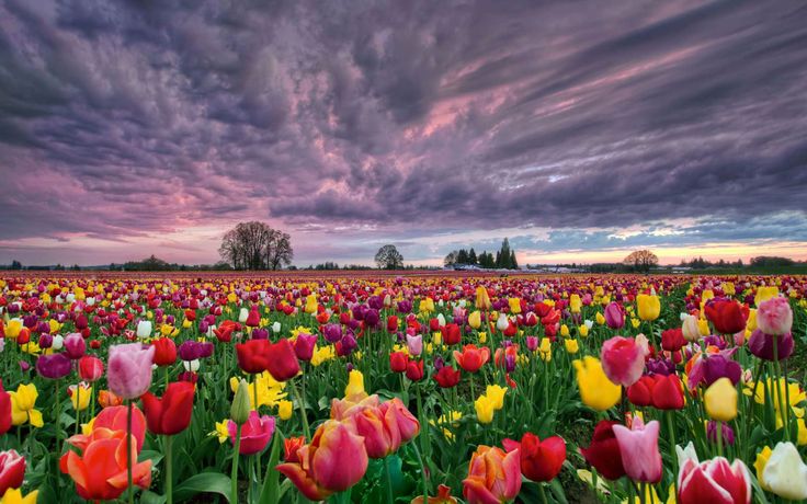 Heavenly Kashmir Escape Tour Package
