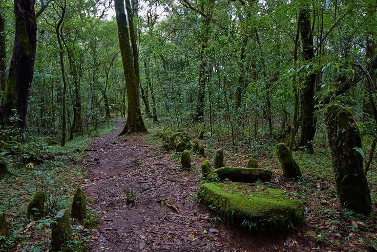 Soul of the Forest | Meghalaya’s 5-Day Nature & Heritage Expedition Tour Package