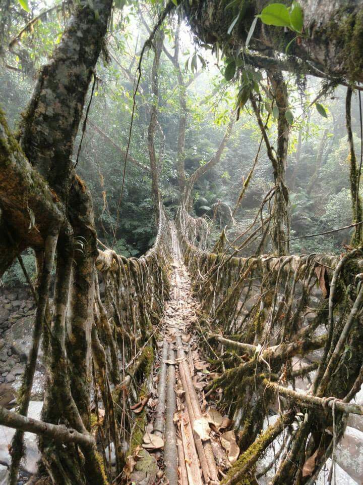 Living Bridges of Meghalaya | 7-Day Journey Through Nature’s Handcrafted Wonders Tour Package