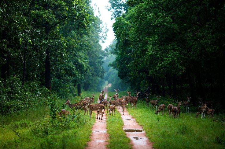 Chhattisgarh Wildlife & Jungle Retreat Tour Package