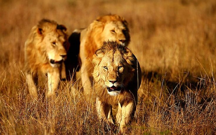 Thrilling Gir Jungle Getaway – 2 Nights / 3 Days Tour Package