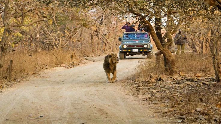 West India Lion Safari Tour Tour Package