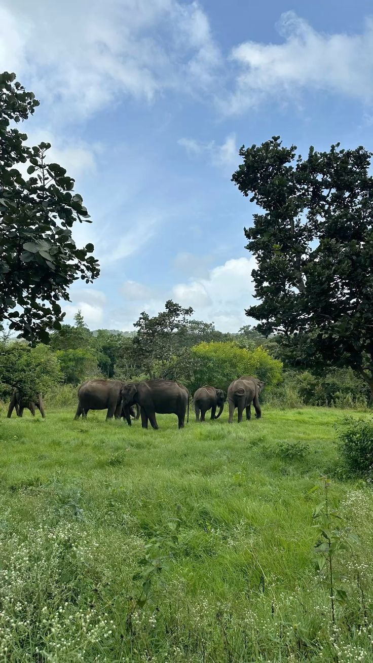 Bandipur and Ooty Tour Package Tour Package