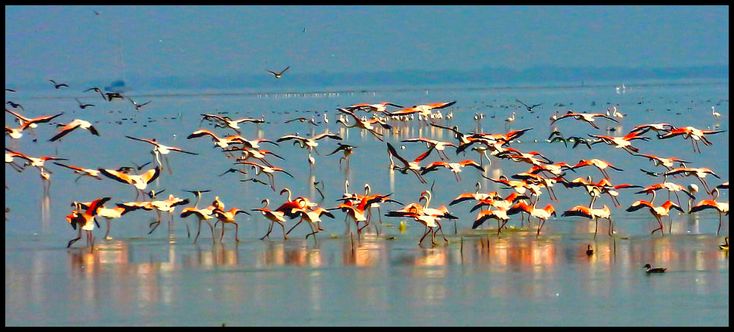 Nellore & Pulicat Lake Birdwatching Tour – 4 Days / 3 Nights Tour Package
