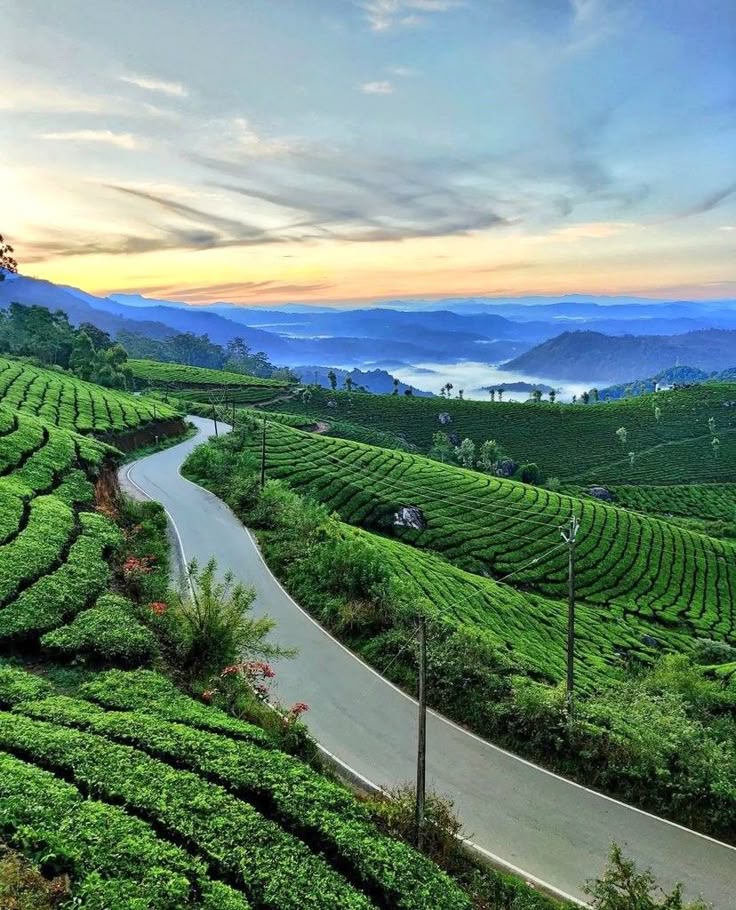 Munnar tea plantations green valley view