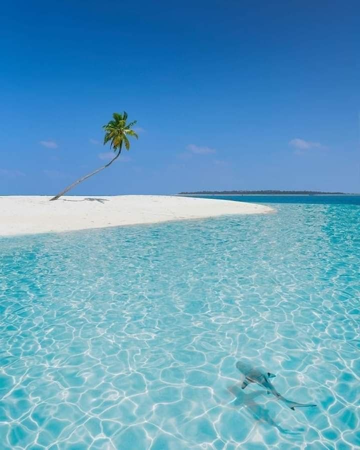 White sand beach in Lakshadweep with palm trees