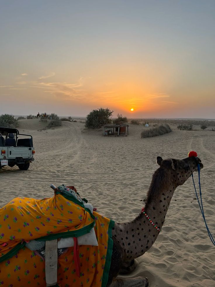 Rajasthan Camel Ride – Jaisalmer Travel Experience